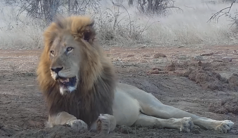 Webbikameroita Afrikassa