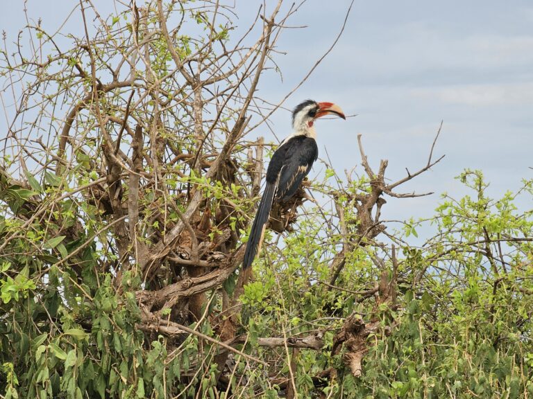 Kolmas päivä, eli Itä-Tsavossa kiertelyä
