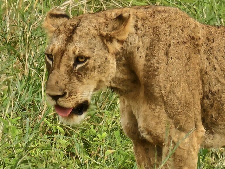 Saavuimme Itä-Tsavoon