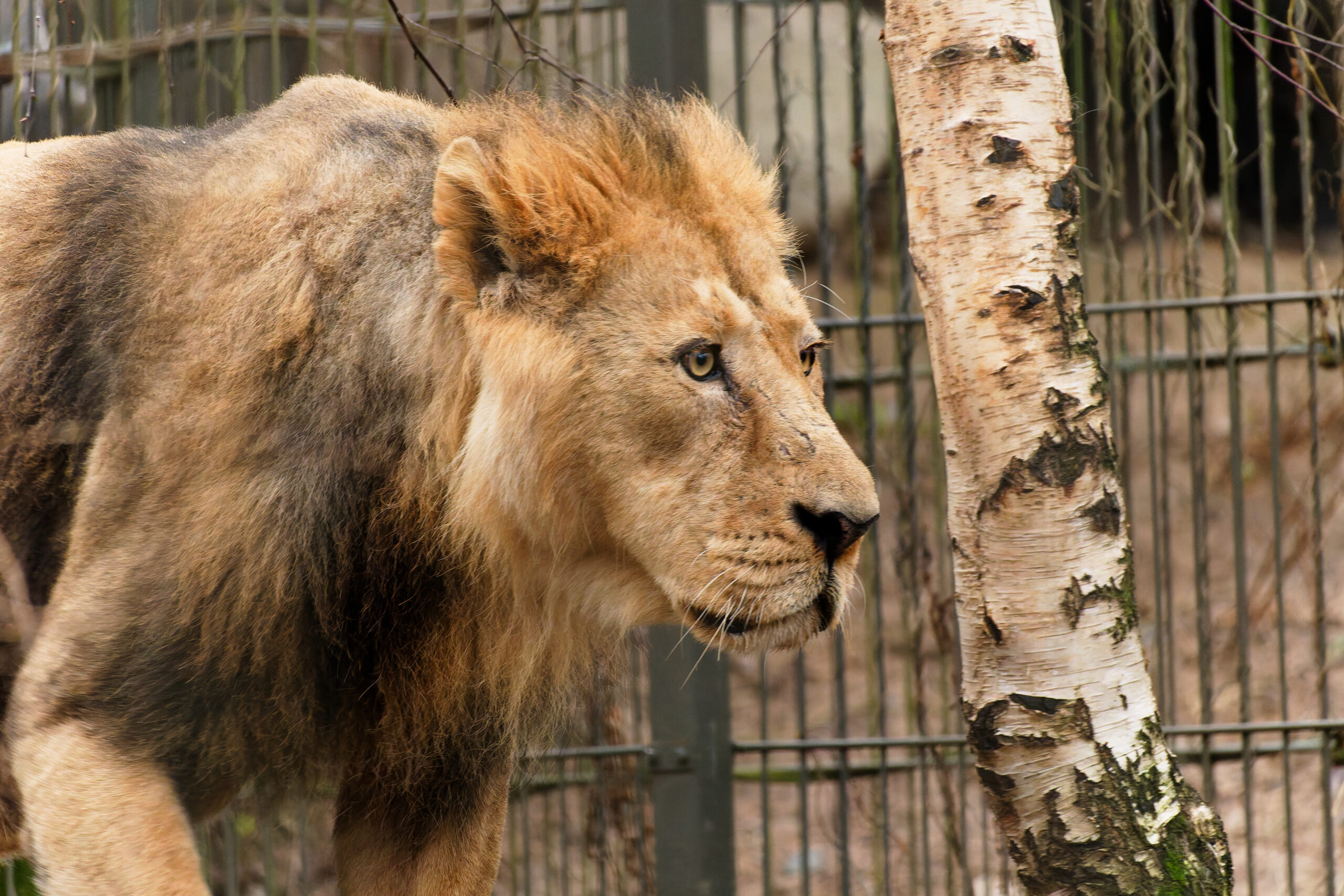 Korkeasaaren Szimba kuoli