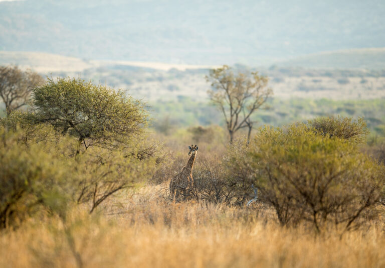 Pilanesbergin kansallispuisto