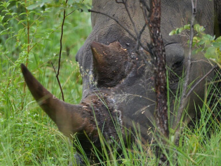 Päivä 4: Welgevonden