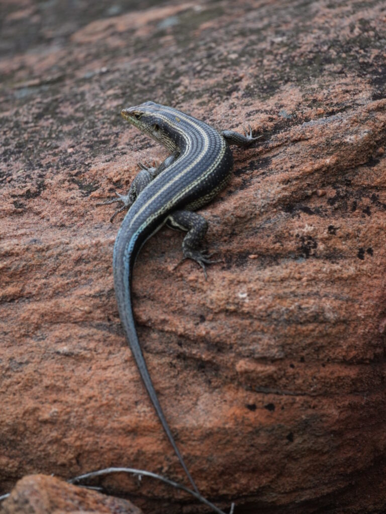 Päivä 5: Walking trail