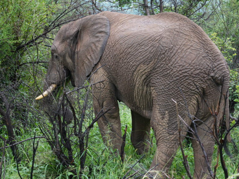 Päivä 6: Pilanesberg