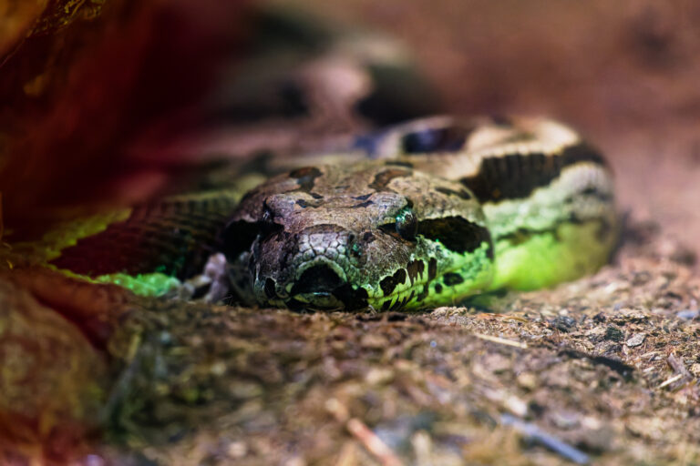 Vuosikorttien uusiminen