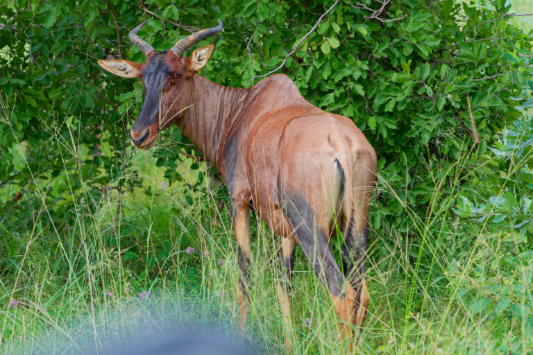 Topi eli Sassabiantilooppi