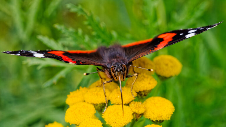 90mm Makron testailua