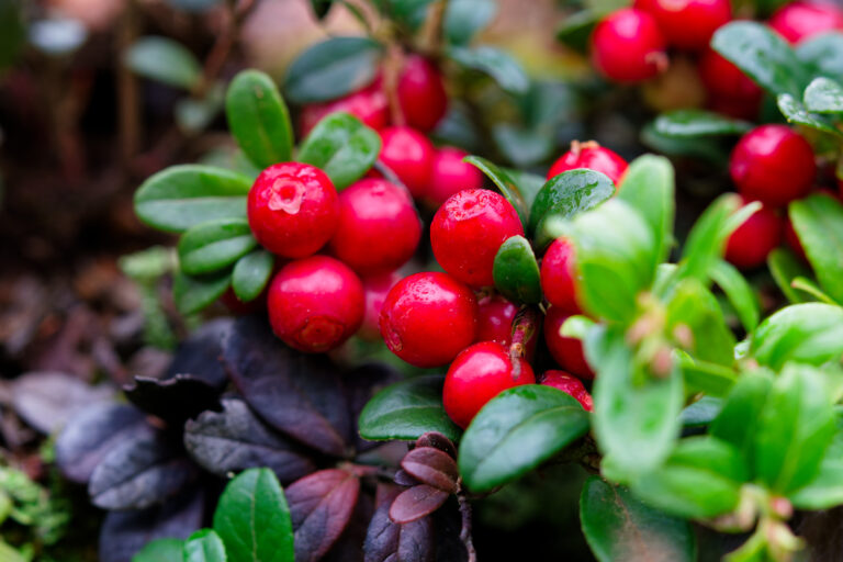 Makroja Torronsuolta