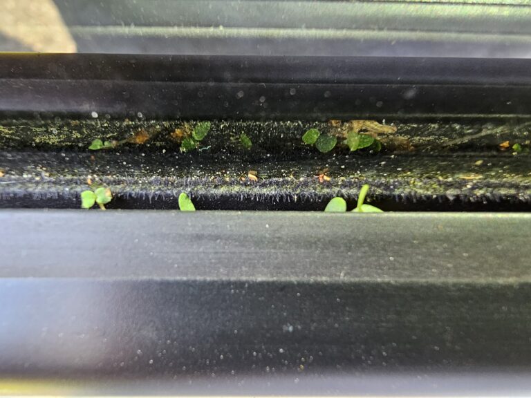 Koivikko takaikkunalla