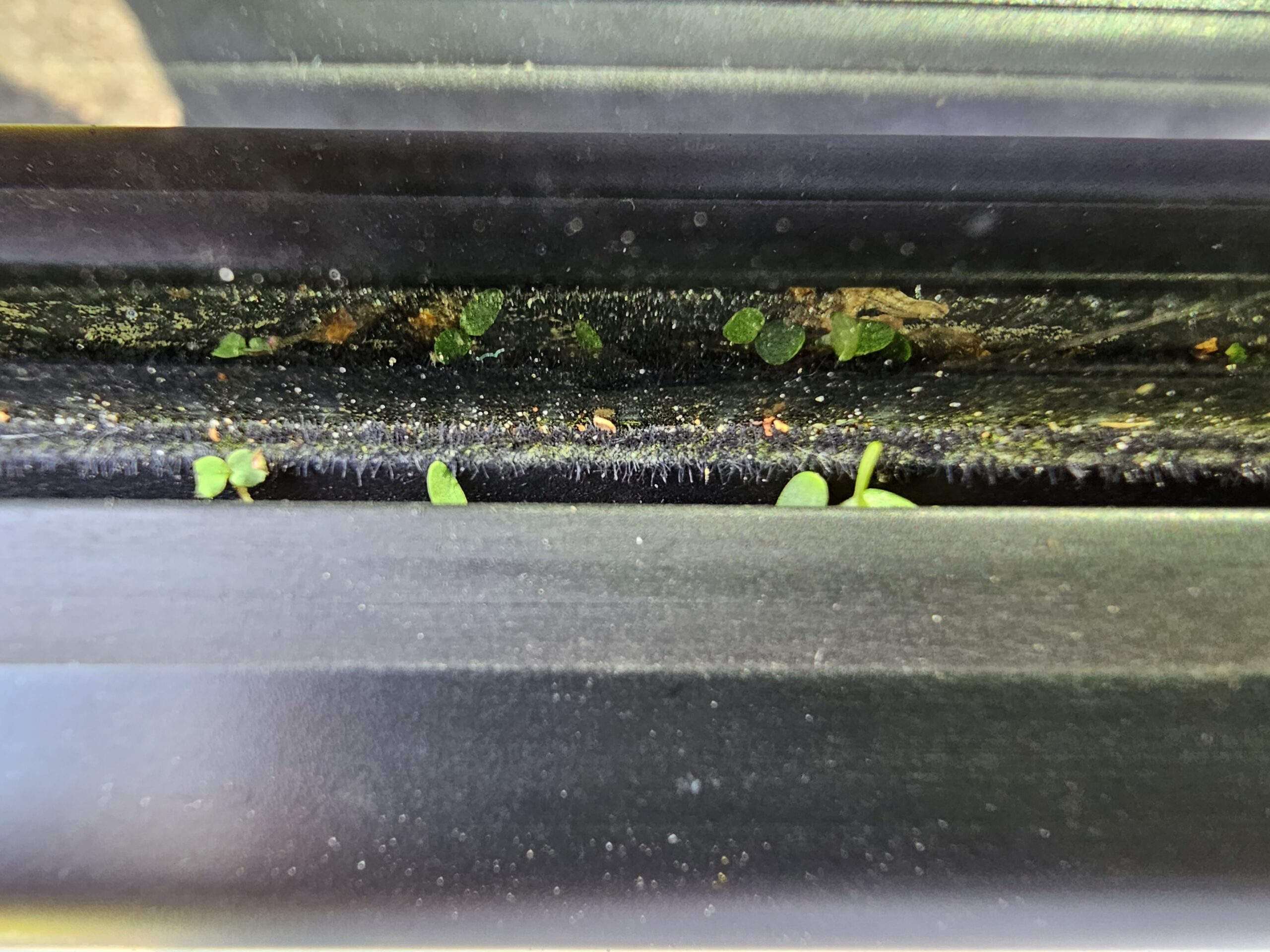 Koivikko takaikkunalla