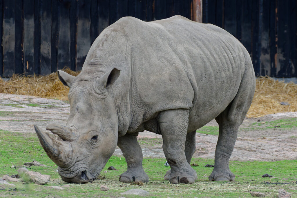 Isosarvikuono @ Kålmorden, 30.9.2025