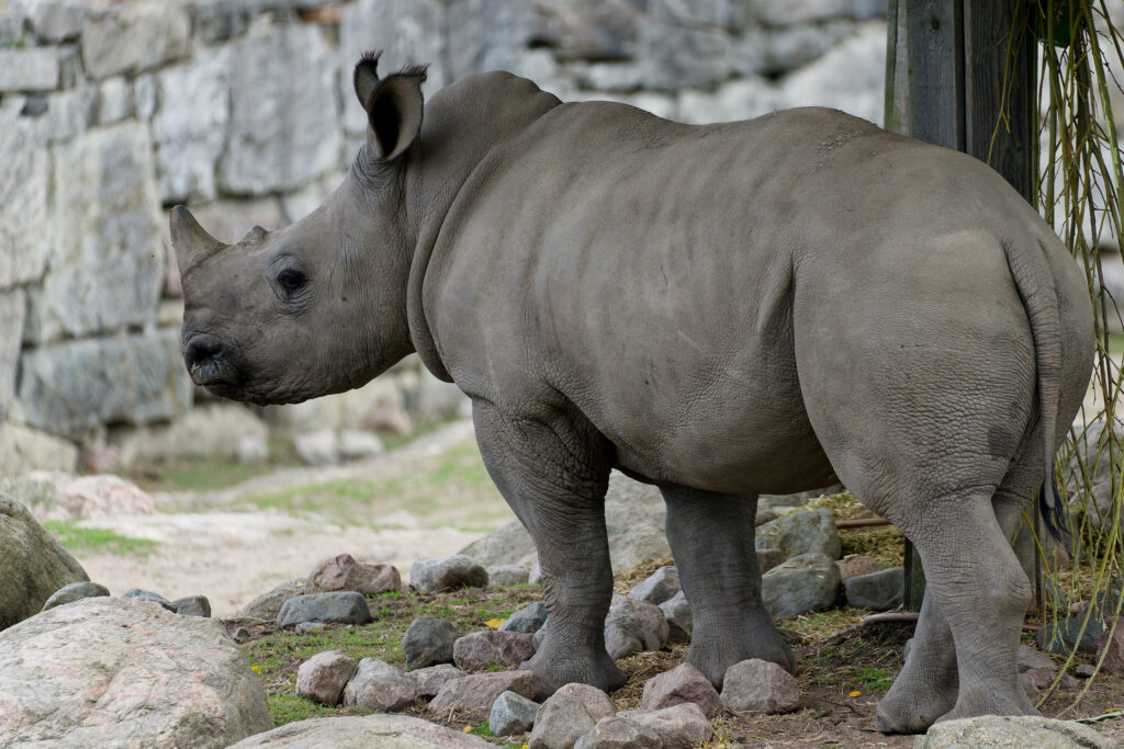 Isosarvikuonon poikanen @ Kålmorden, 30.9.2025