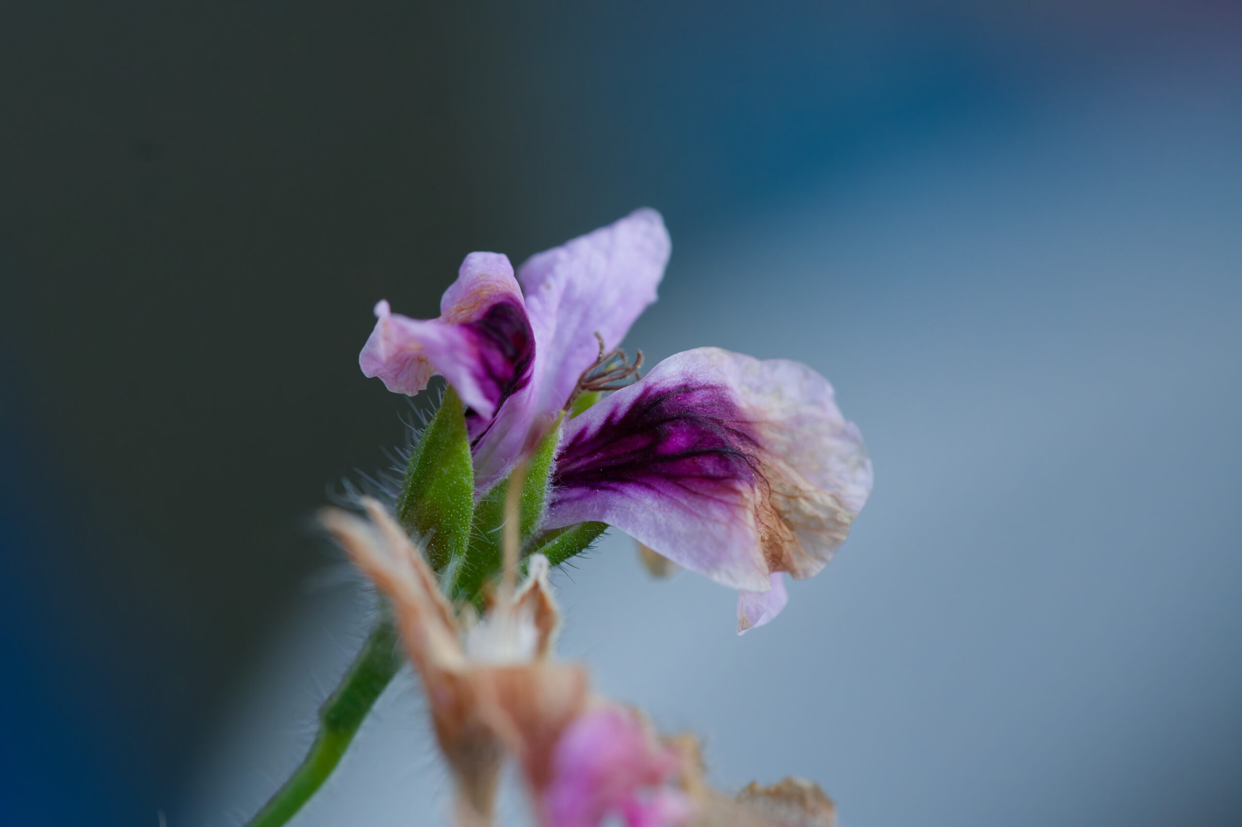 Kuvaaminen RAW- vs JPEG-formaatissa