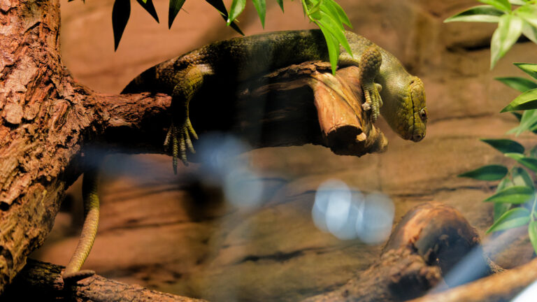 Sadepäivän vietoa Tropicariossa