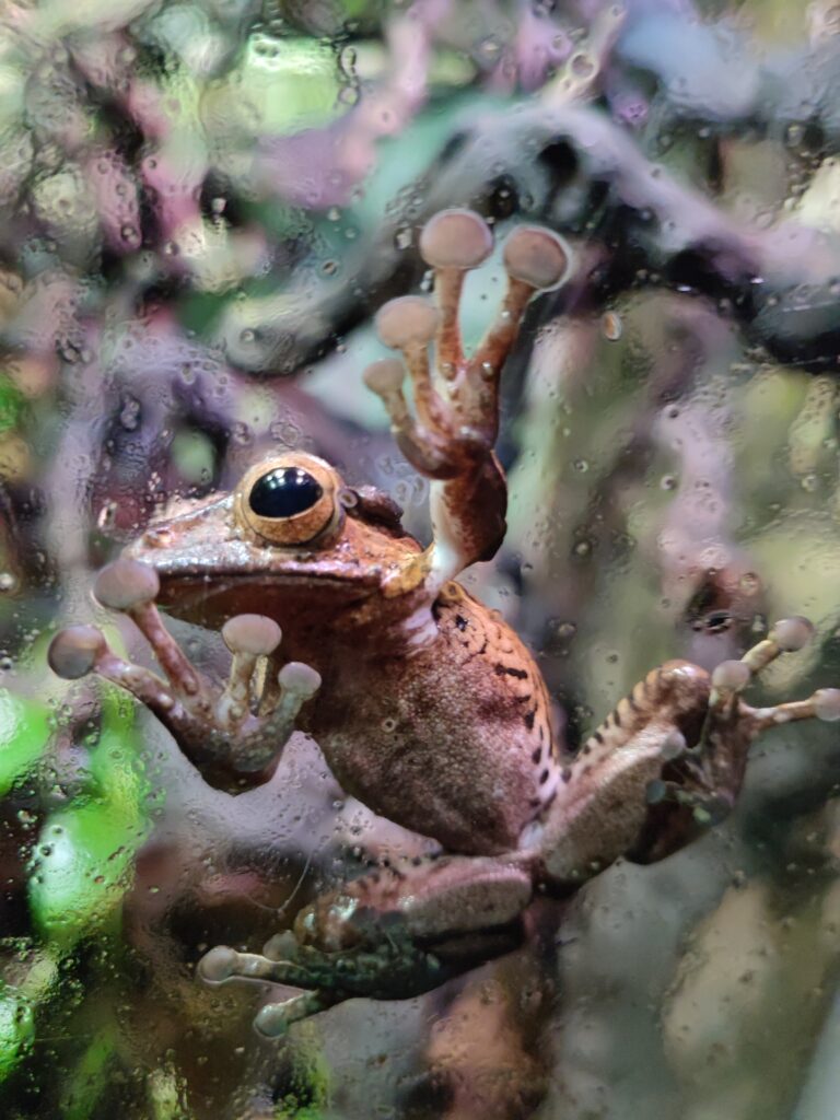 Civic-testiä Helsingissä