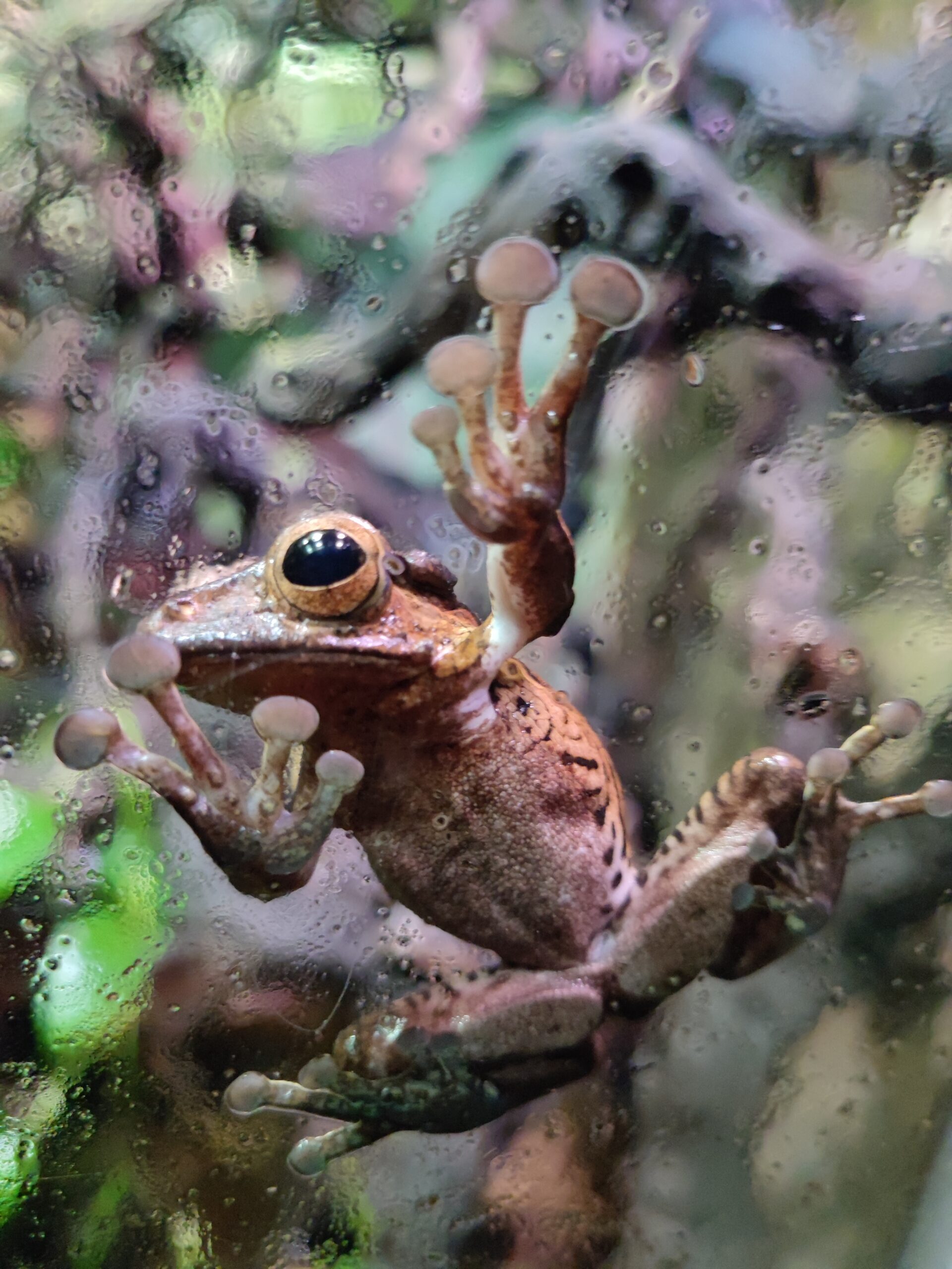Civic-testiä Helsingissä
