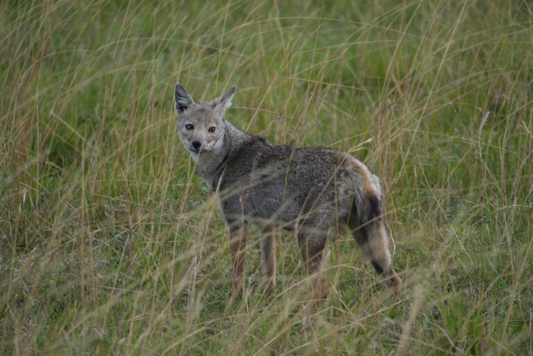 Nakuru – Masai Mara