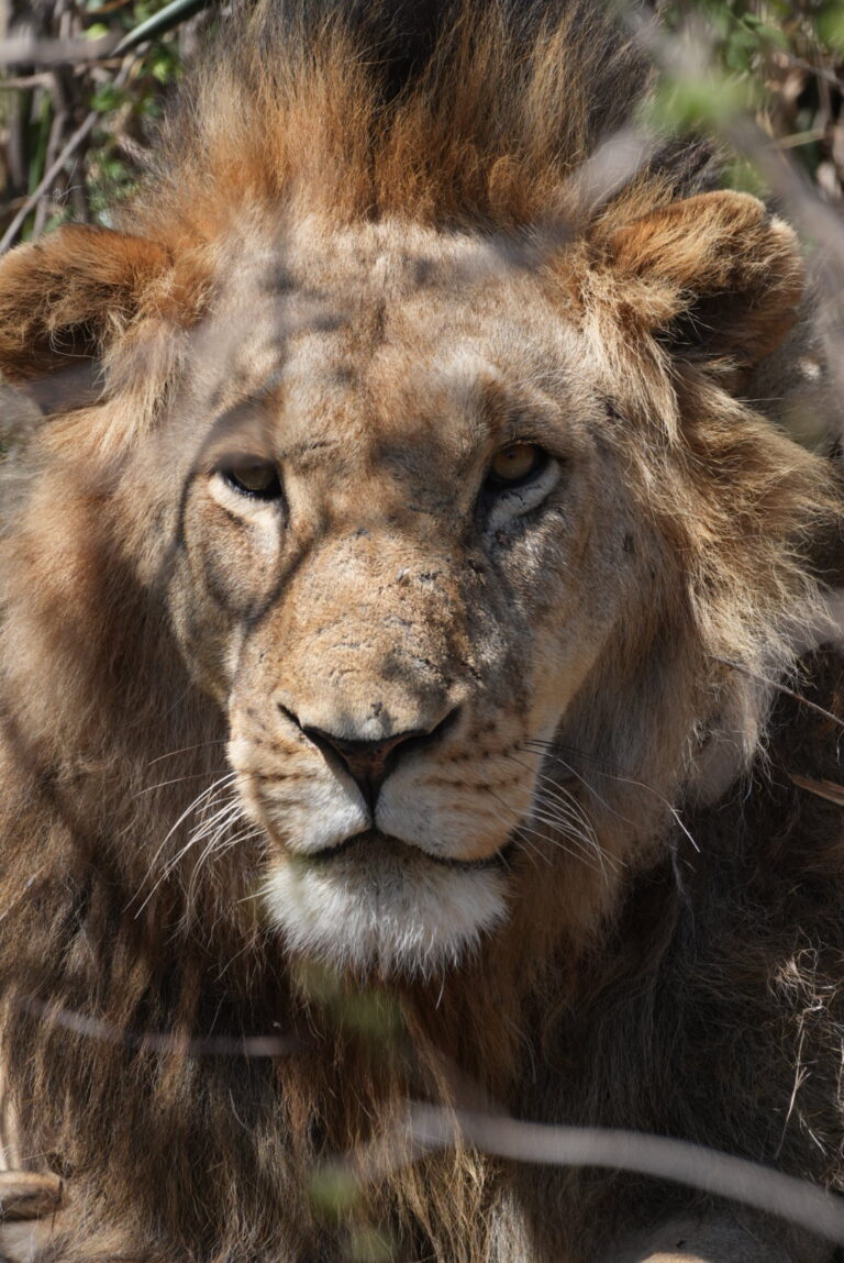 Pohois-Serengetistä keskelle