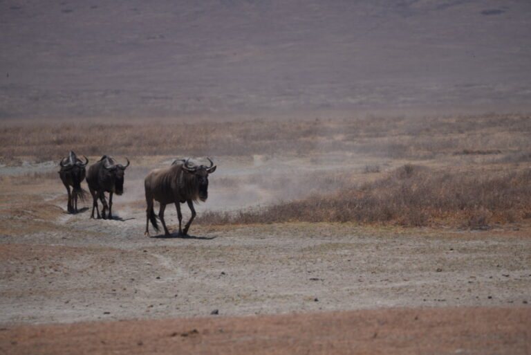Ngorongoro
