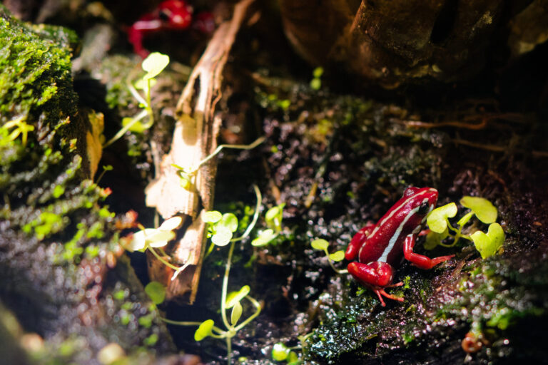 Vihdoin se makron testaus Korkeasaaressa