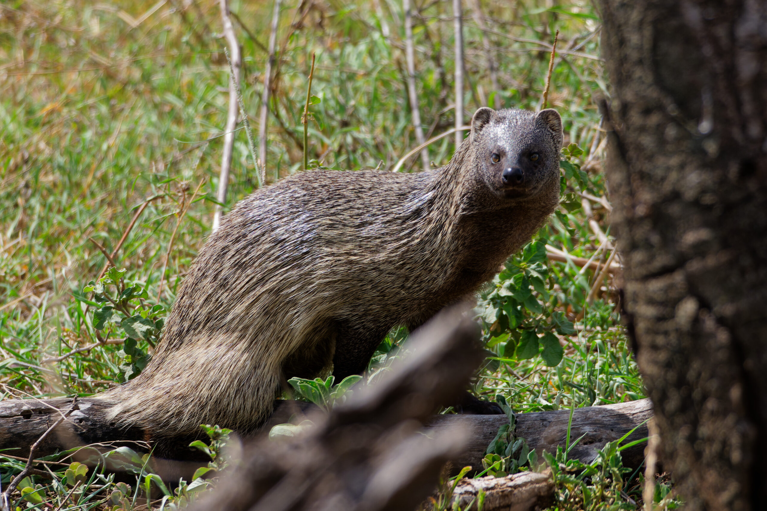 Ikneumoni, eli egyptinmungo